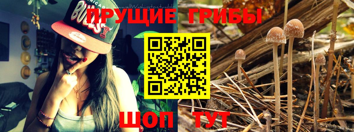 Псилоцибиновые грибы Cubensis  Вход с VPN  где купить наркоту  Невинномысск 
